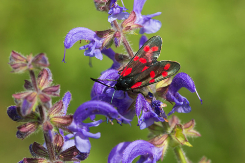 Blutstr&ouml;pfchen oder Gew&ouml;hnliches Widderchen