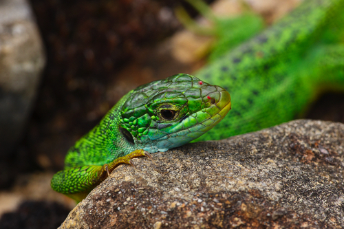 Smaragdeidechse