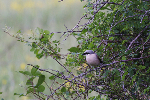Neuntoeter Maennchen