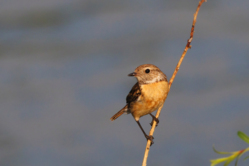 Schwarzkehlchen Weibchen