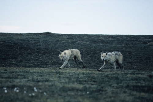 Thomsen River, Banks Island