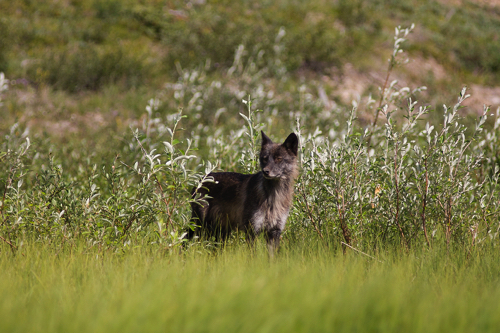 Schwarze Woelfin, Anderson River