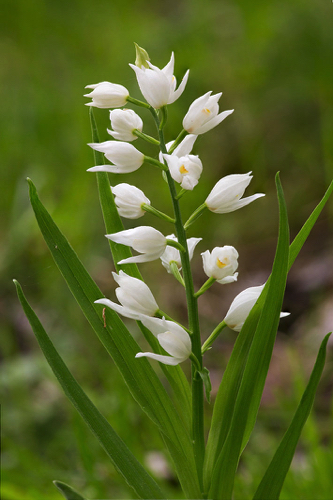 Langbl&auml;ttriges Waldv&ouml;gelchen