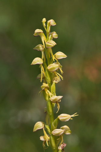 Puppenorchis oder Ohnsporn