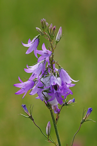 Rapunzel-Glockenblume Rapunzel-Glockenblume