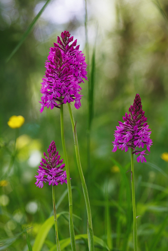 Pyramidenorchis Pyramidenorchis