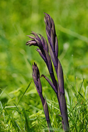 Violetter Dingel (Orchidee) Violetter Dingel (Orchidee)