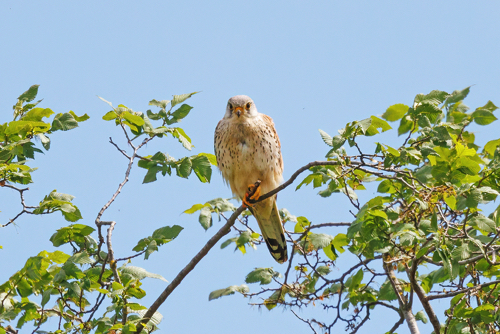 Turmfalke Turmfalke