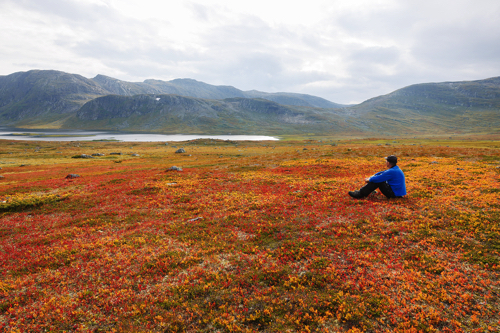 Herbstfärbung in Jotunheimen Herbstfärbung in Jotunheimen
